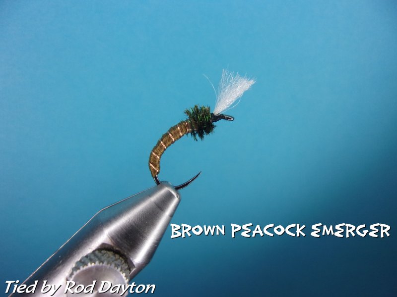 Brown Peacock Emerger.jpg
