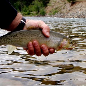 St. Mary Cutthroat.jpg