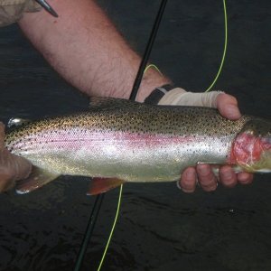 Thompson River Bow.jpg
