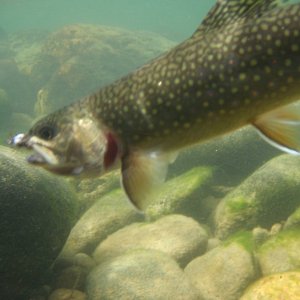 Brookie-St Mary River .jpg