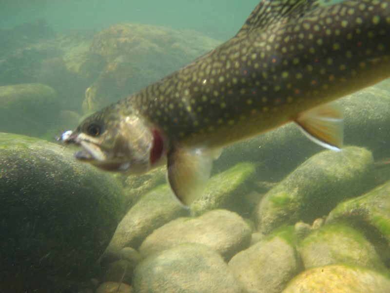 Brookie-St Mary River .jpg