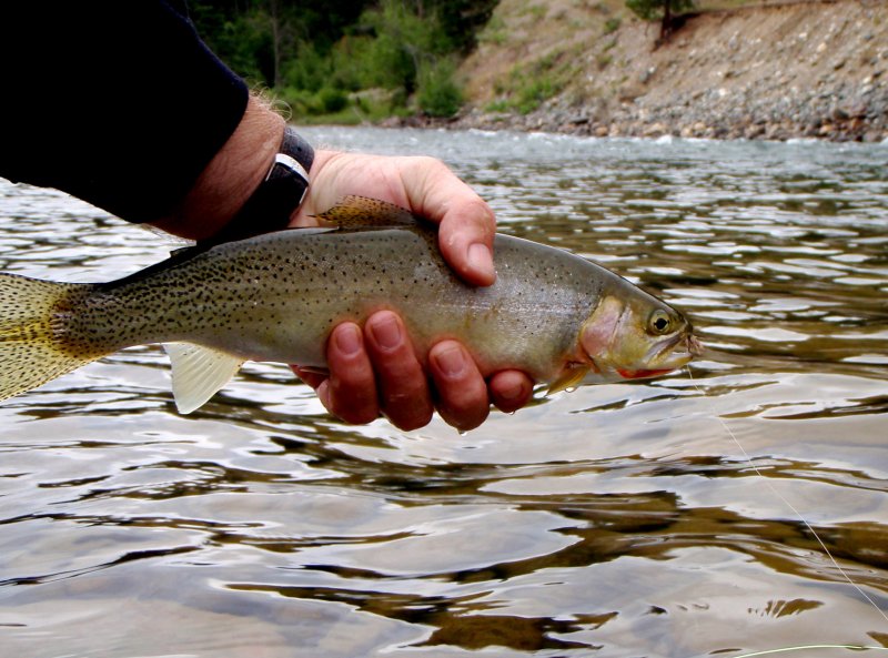 St. Mary Cutthroat.jpg