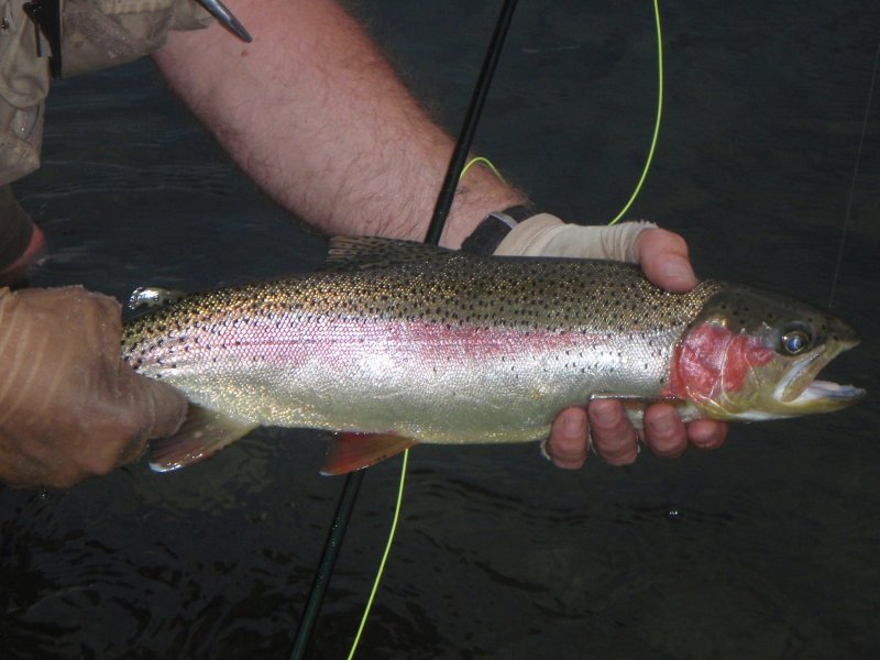Thompson River Bow.jpg
